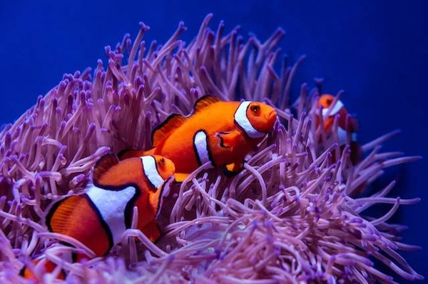 Comment mesurer la biodiversité ?