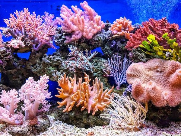 Comment protéger la biodiversité? Cinq actions concrètes