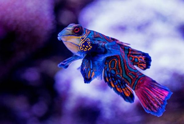 Quelles sont les caractéristiques et les fonctions de la flore et de la faune ?