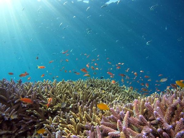 Quelles sont les espèces végétales et animales menacées d'extinction?